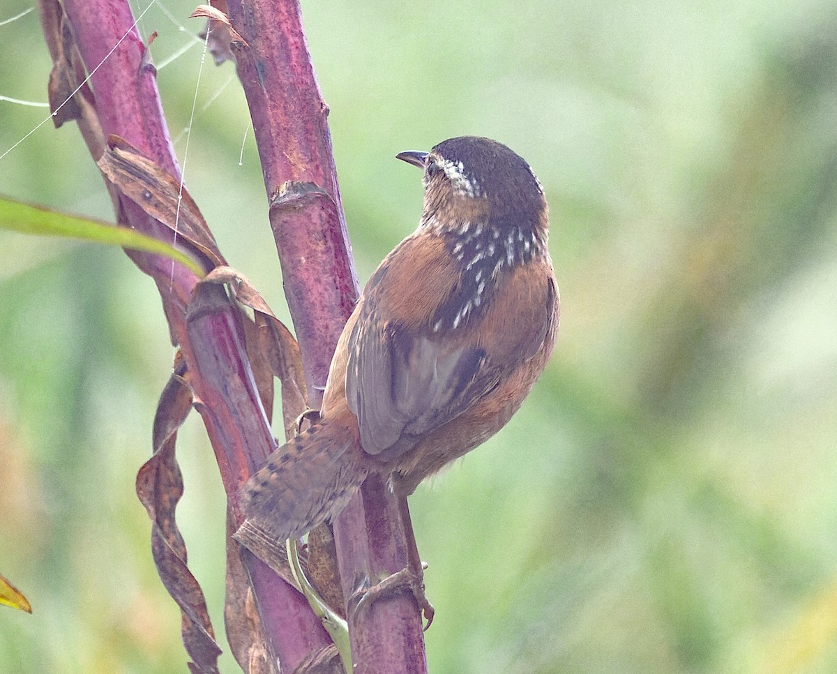 ハシナガヌマミソサザイ - ML646538818