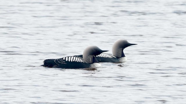 Pacific Loon - ML646538821