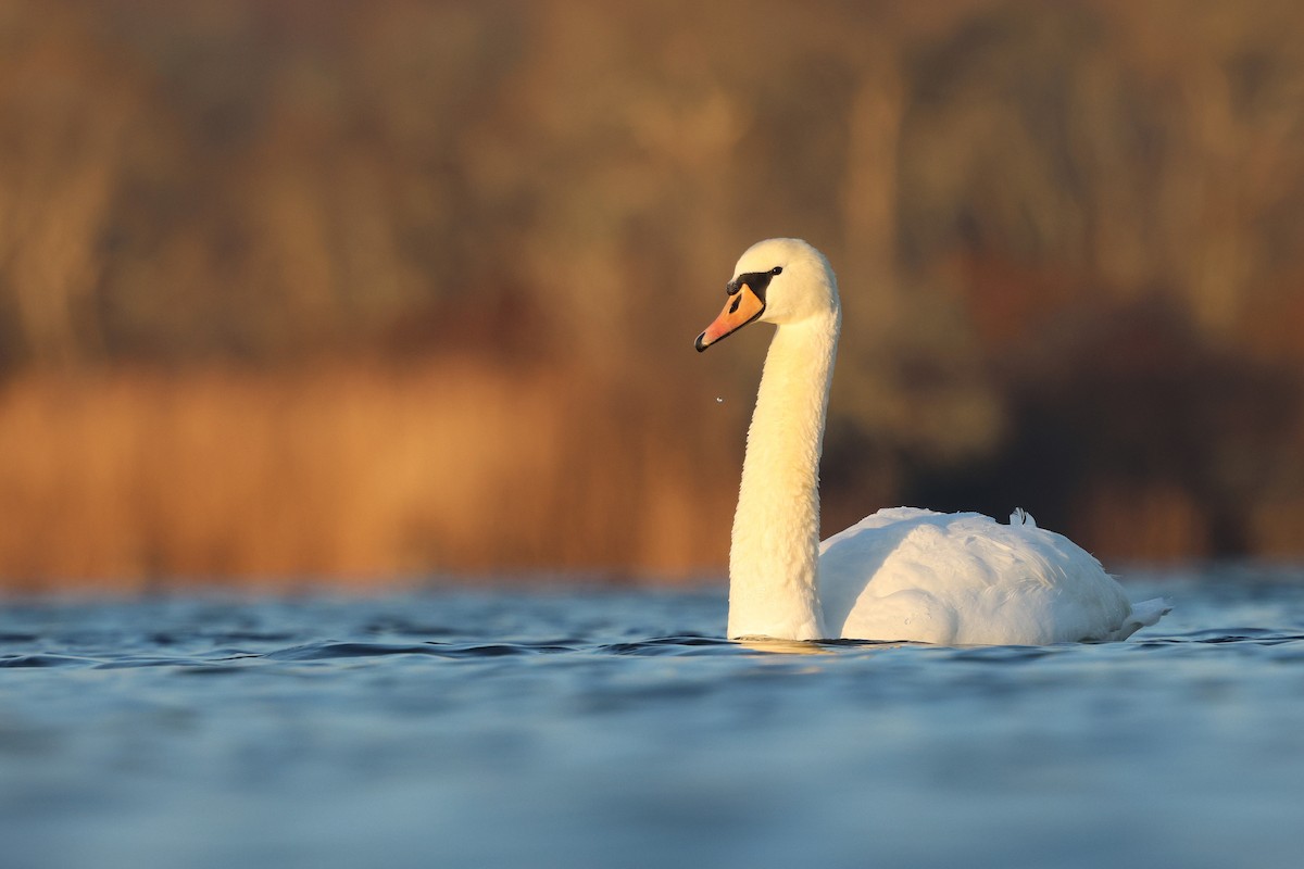 Mute Swan - ML646538825