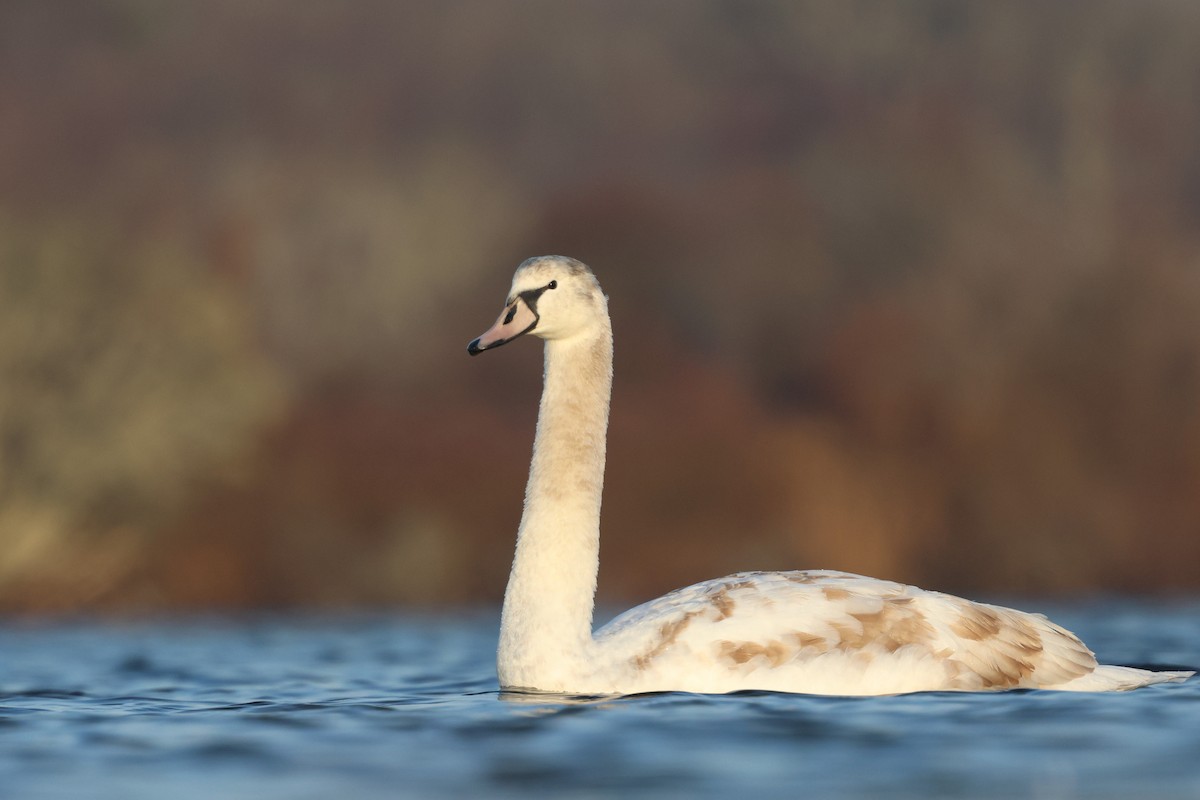 Mute Swan - ML646538826