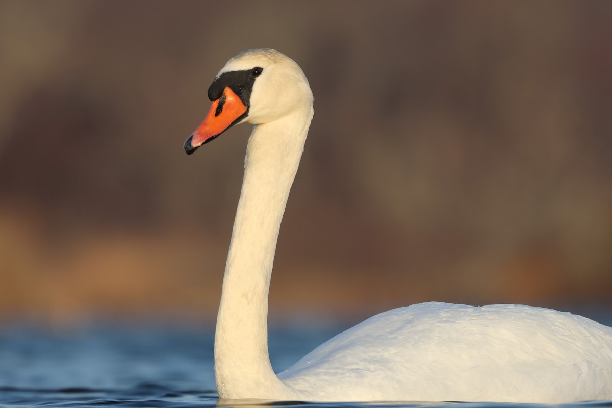 Mute Swan - ML646538827