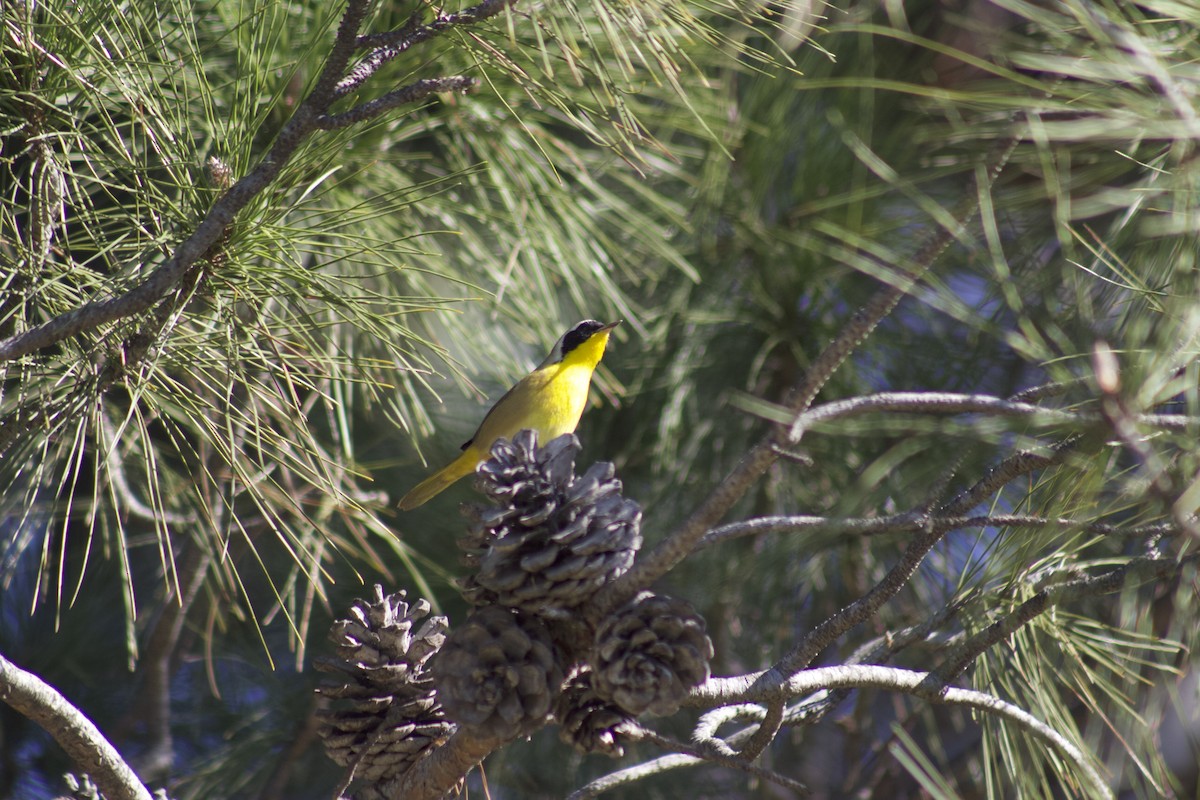 lesňáček žlutohrdlý - ML646538828