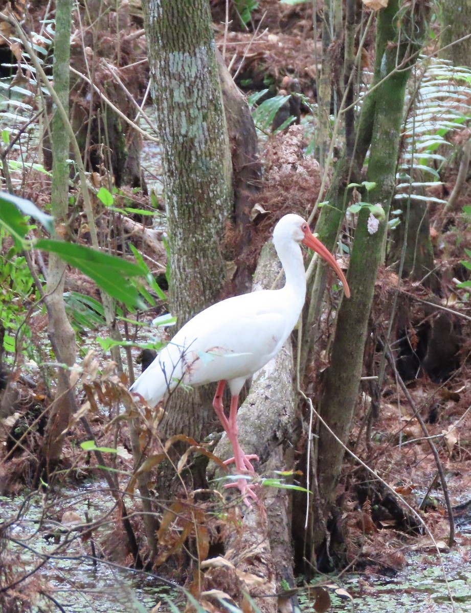 ibis bílý - ML646538832