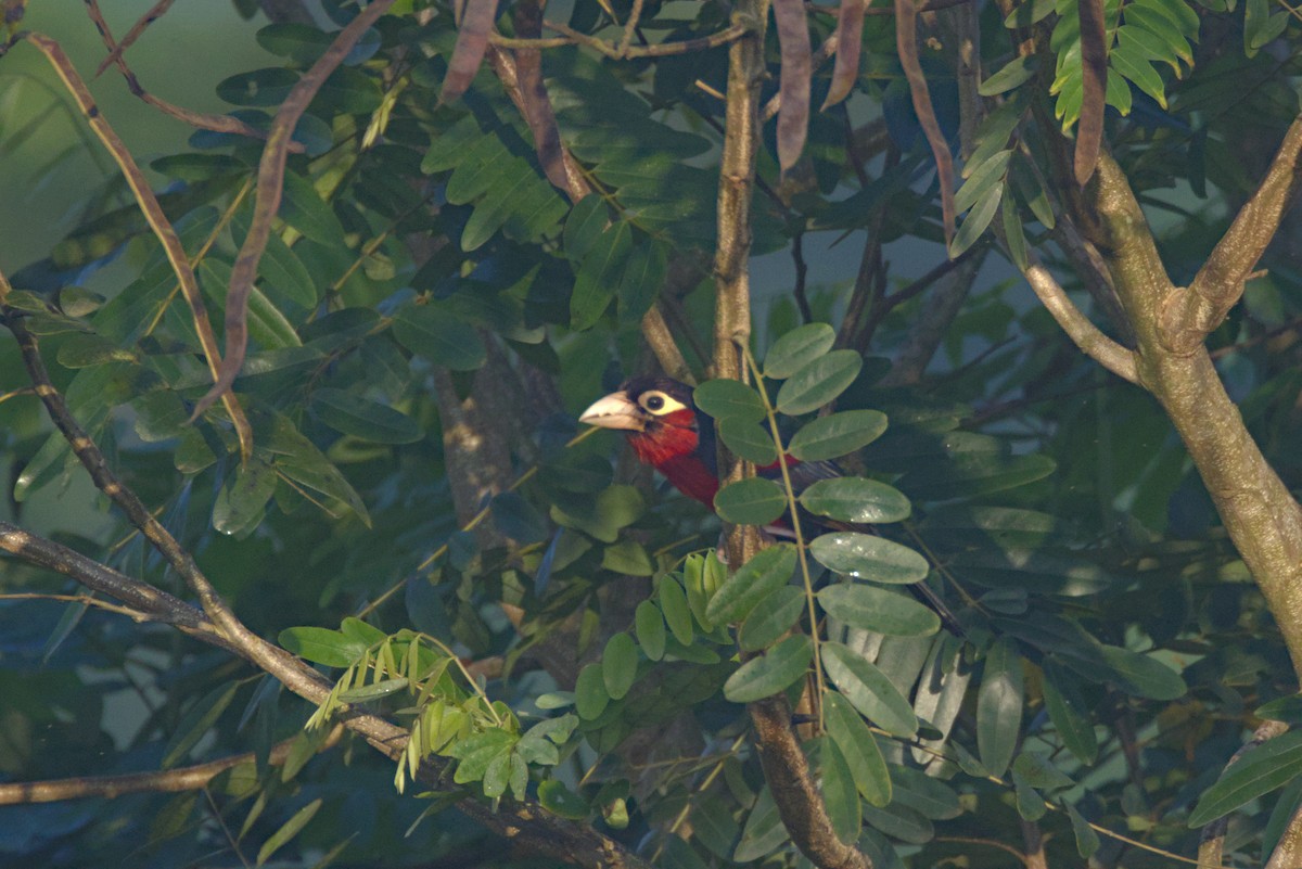 Barbudo Bidentado - ML646538833