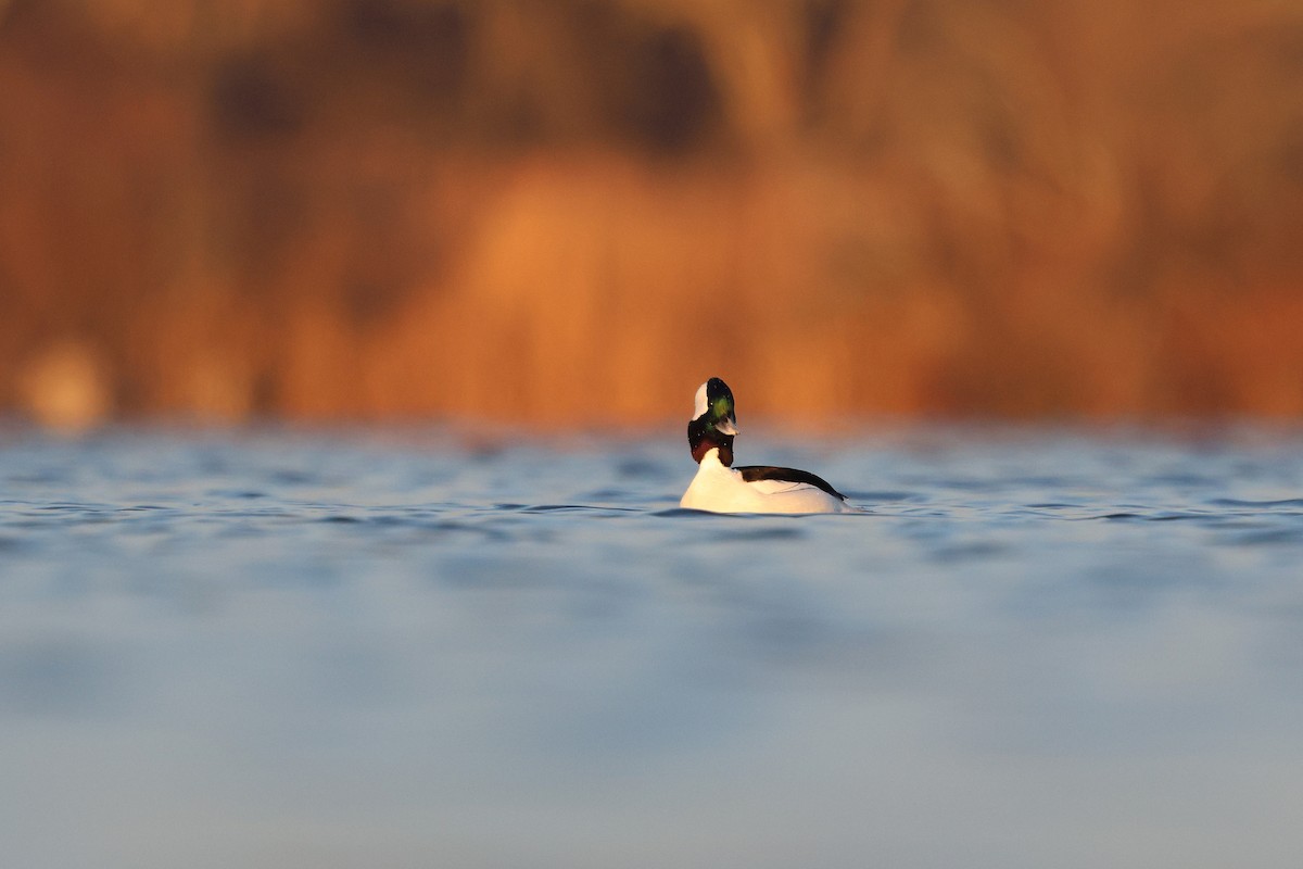 Bufflehead - ML646538837