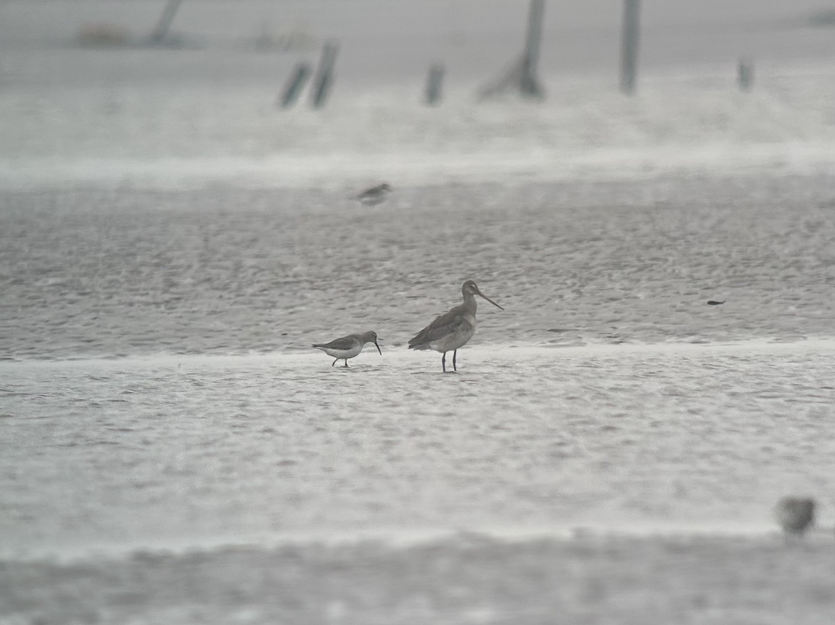 Black-tailed Godwit - ML646538838