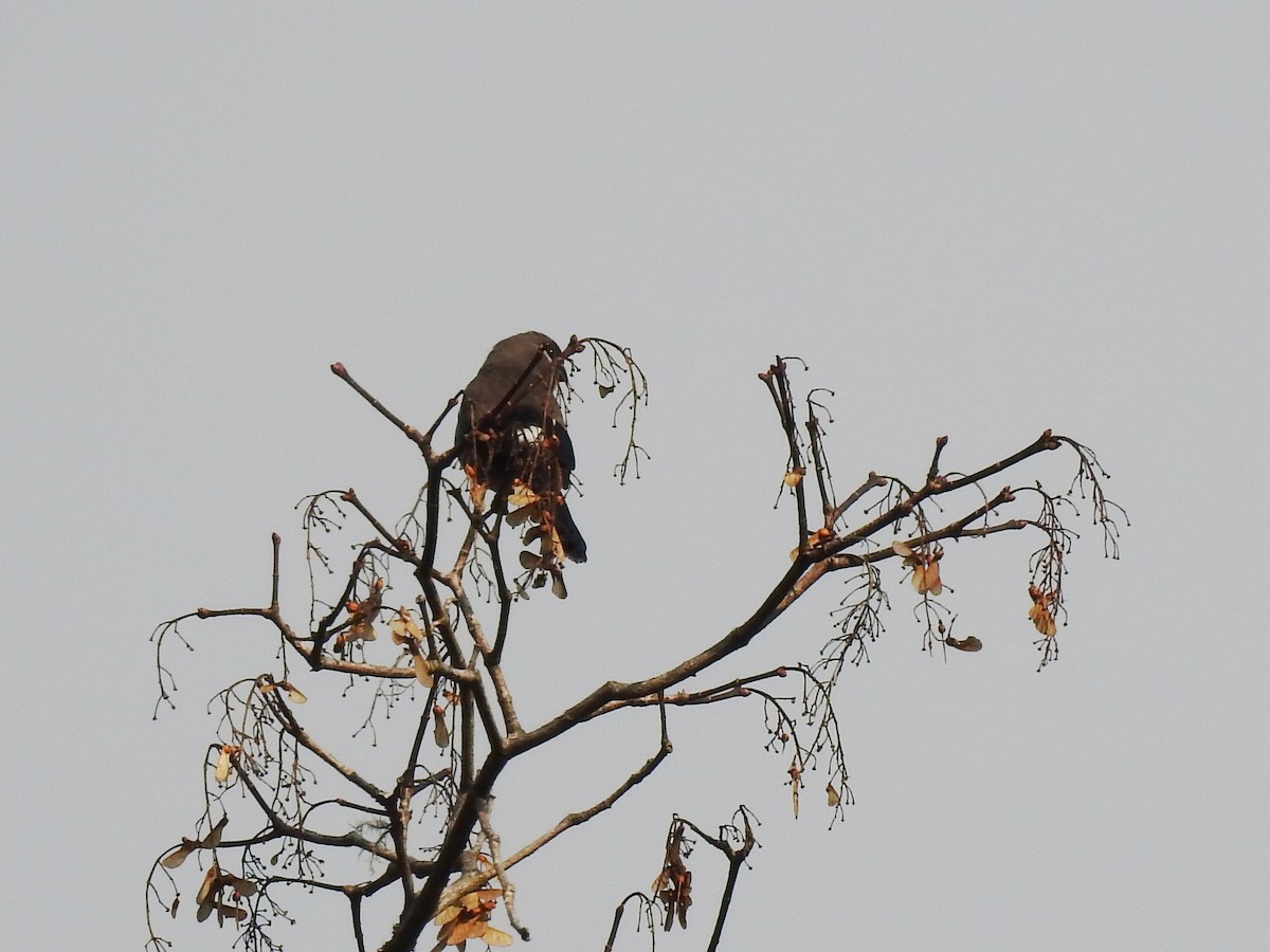 チャイロウソ - ML646538842