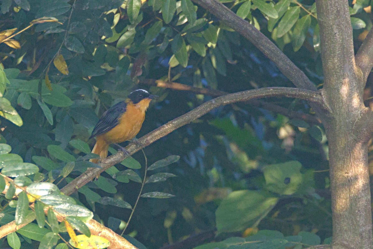 Cosifa Coroninívea - ML646538843