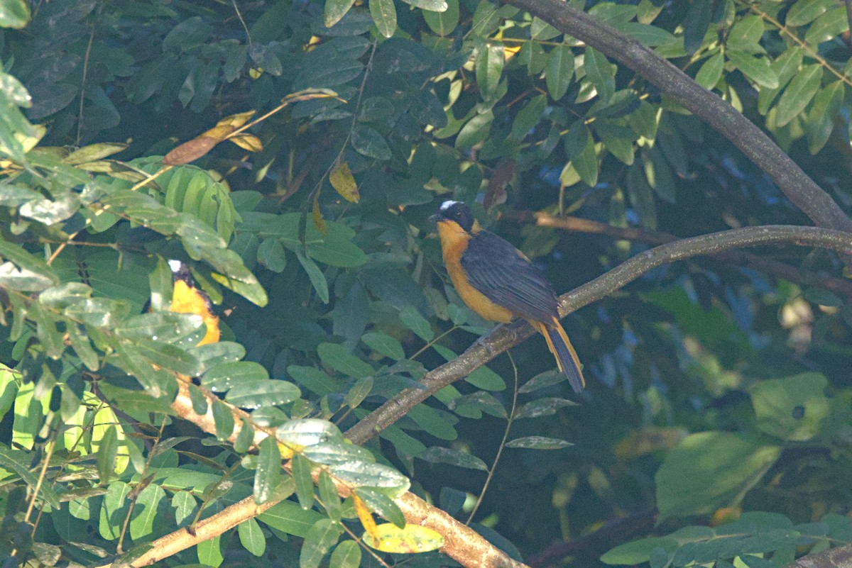 Cosifa Coroninívea - ML646538844