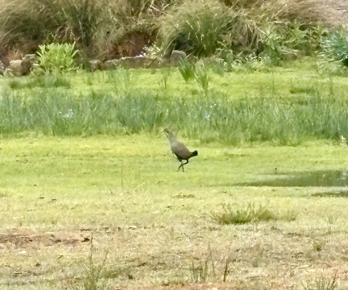 Grünfuß-Teichhuhn - ML646538845