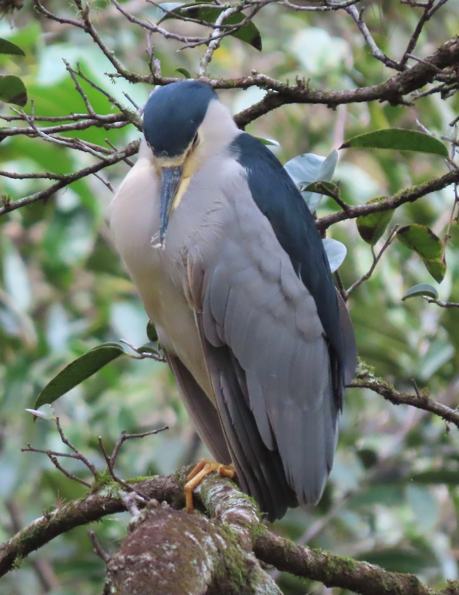 Amiltxori arrunta - ML646538846