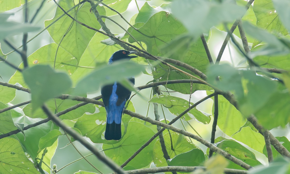 blåalvefugl - ML646538847