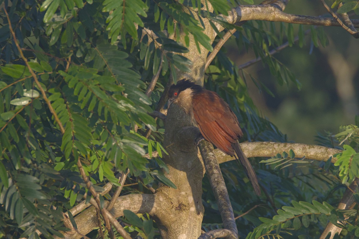 Cucal Senegalés - ML646538851