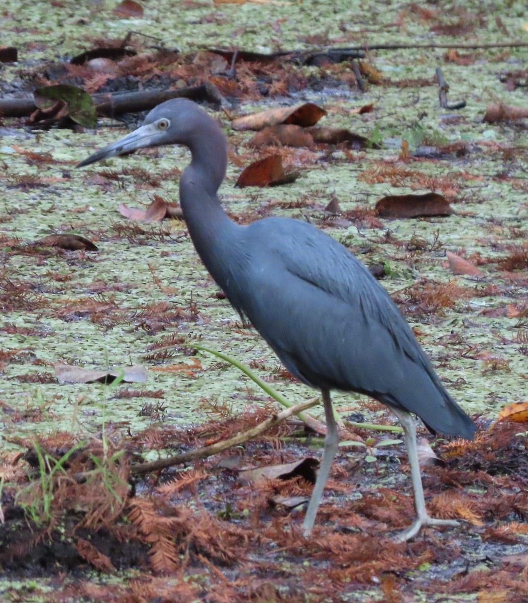 Koartzatxo urdina - ML646538852