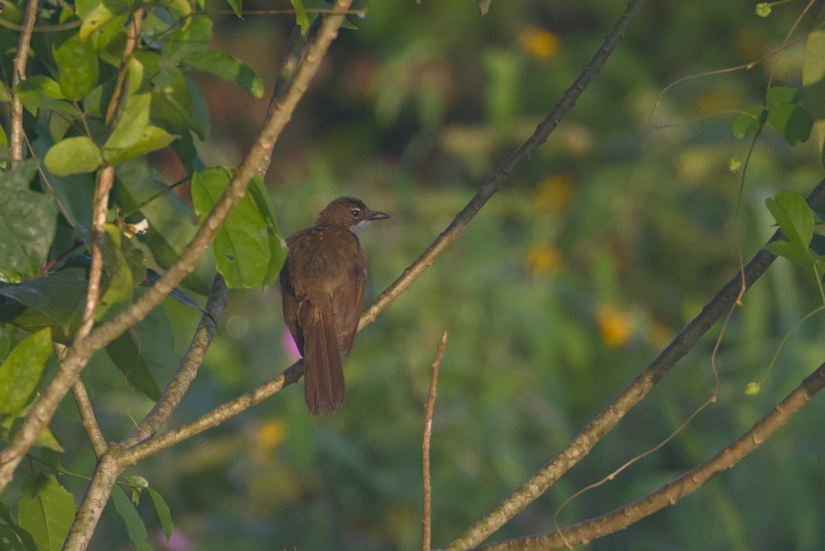 Bulbul Sencillo - ML646538853