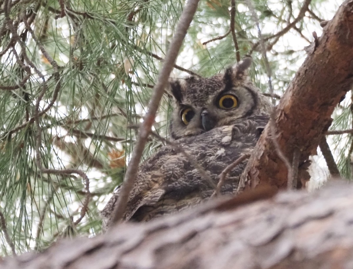 Great Horned Owl - ML646538856