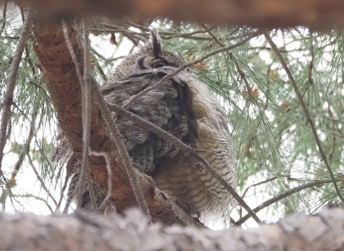 Great Horned Owl - ML646538857