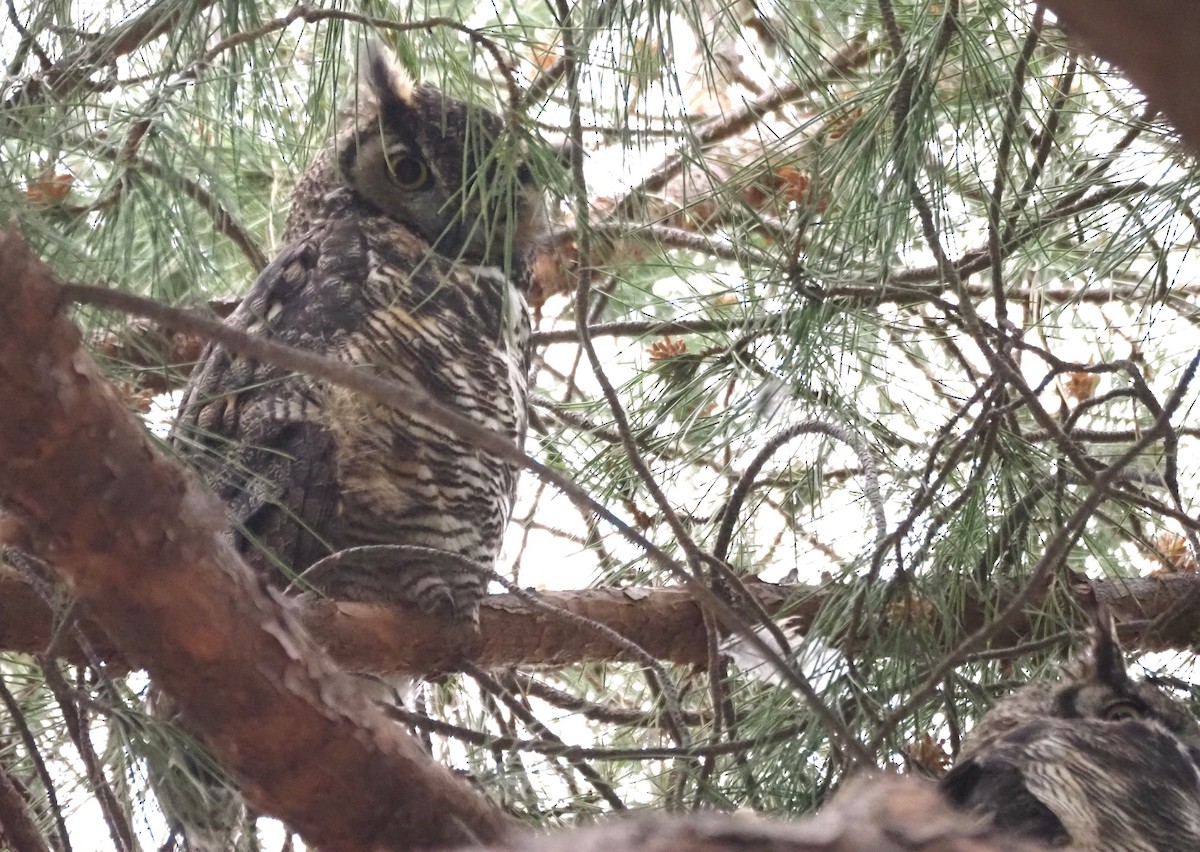 Great Horned Owl - ML646538858