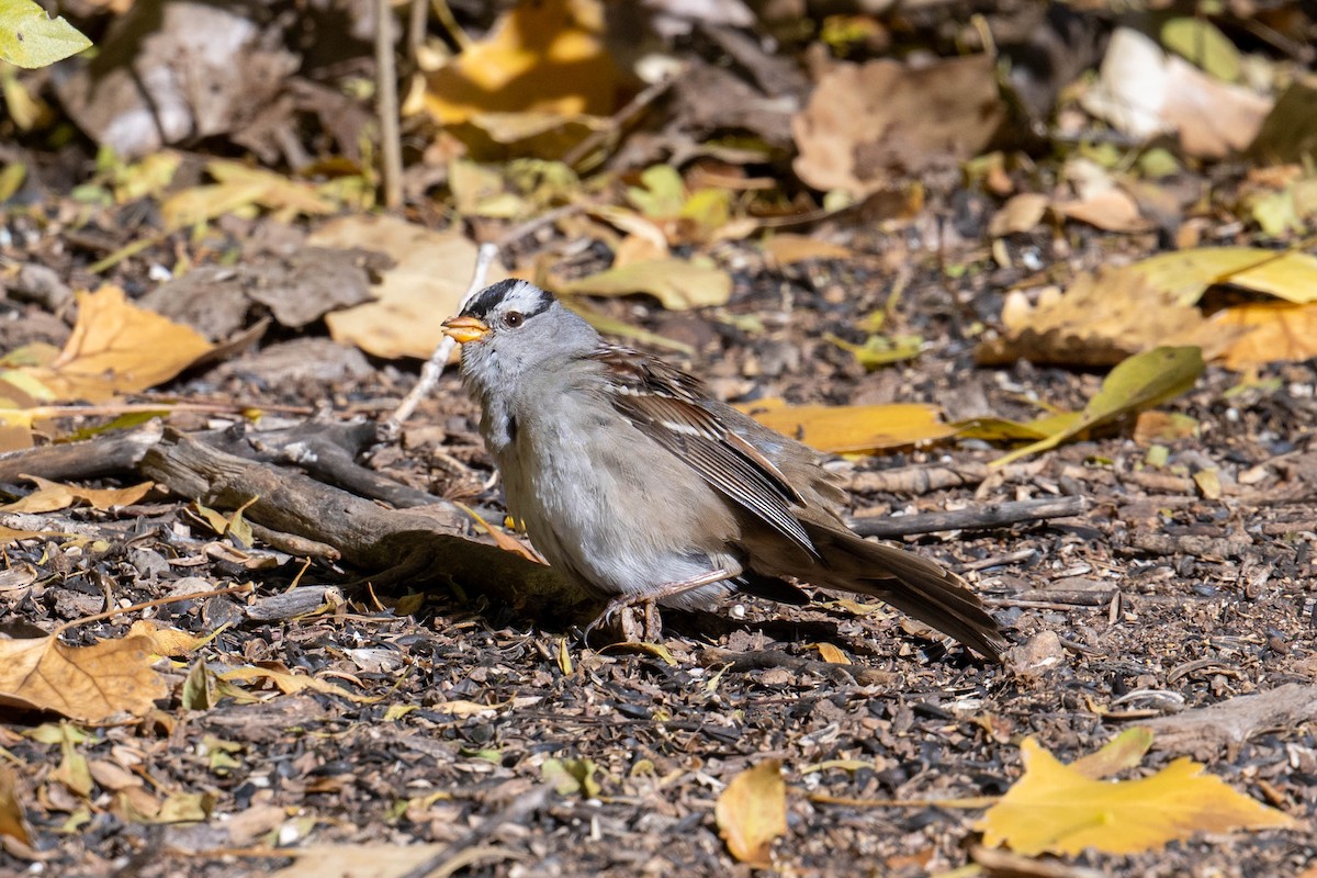 White-crowned Sparrow - ML646538859