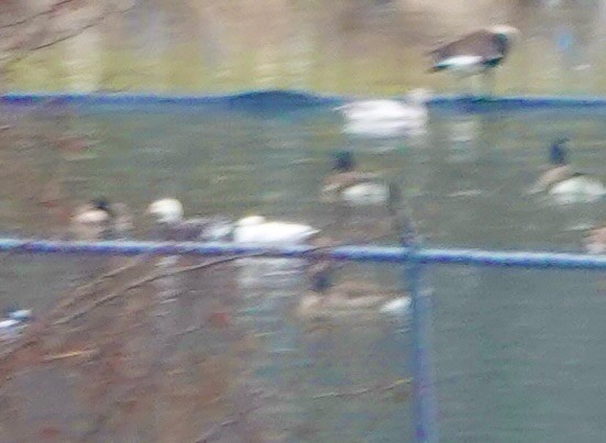 Ross's Goose - ML646538860