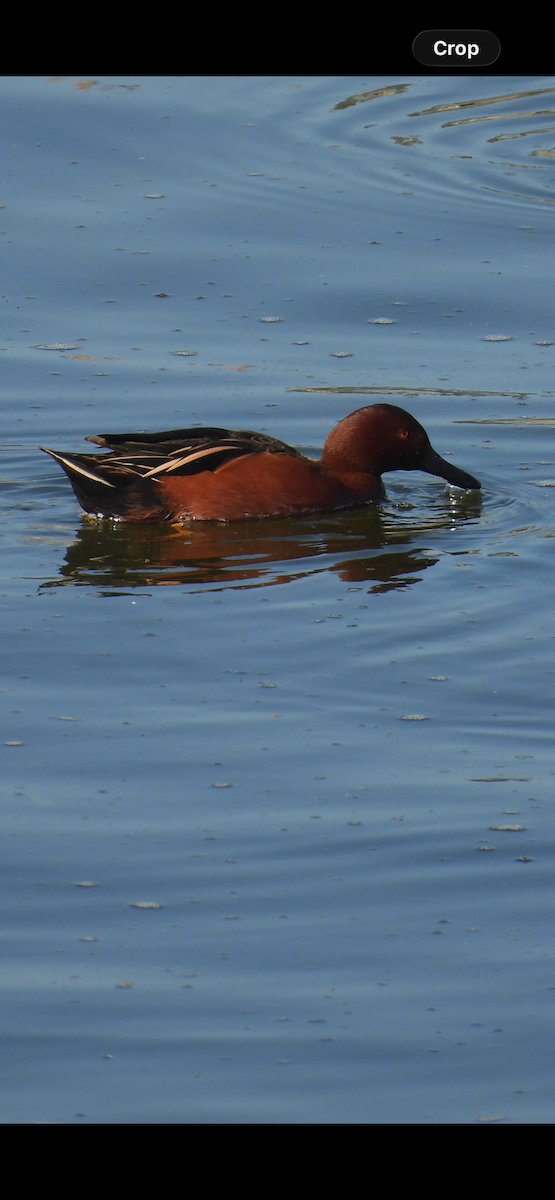 Sarcelle cannelle - ML646538862