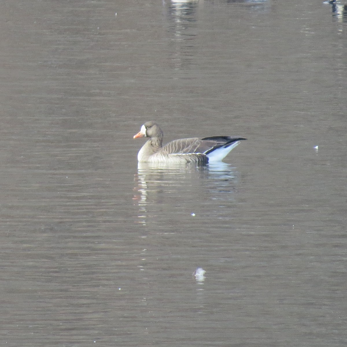 Antzara muturzuria - ML646538864