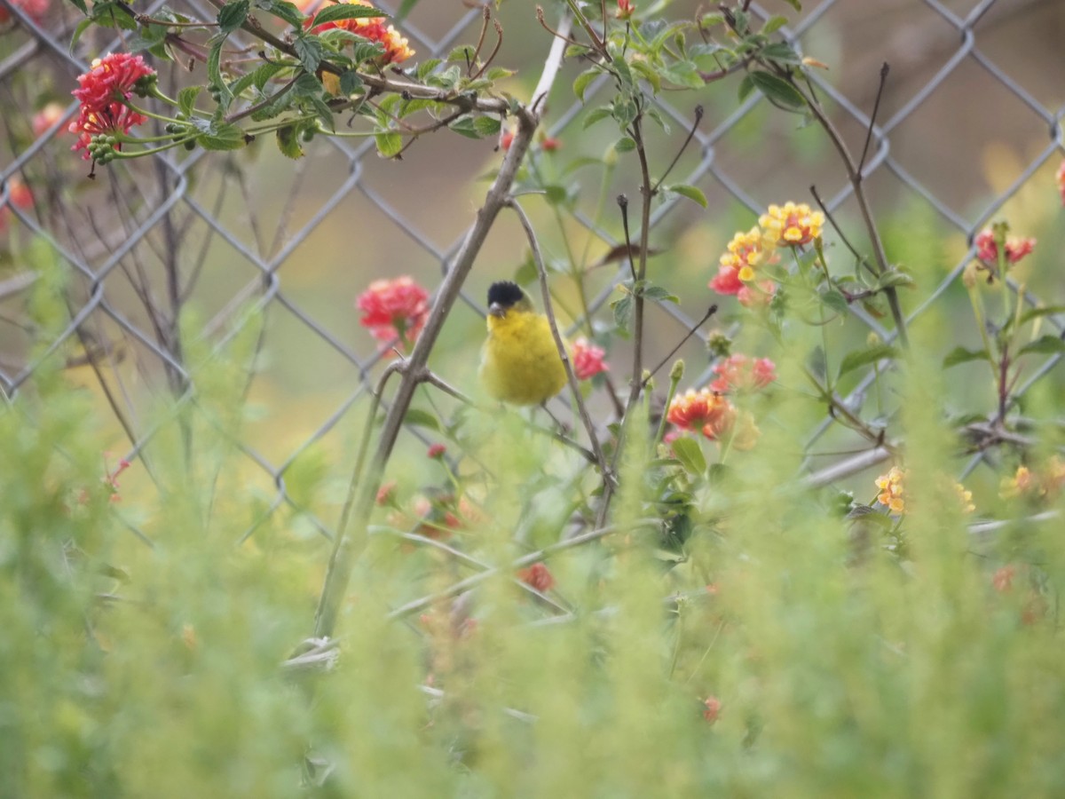Lesser Goldfinch - ML646538865