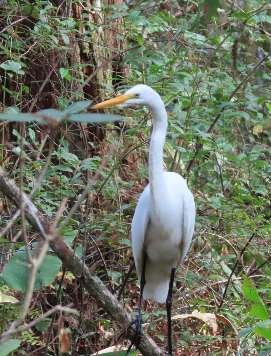 Koartza zuria - ML646538866