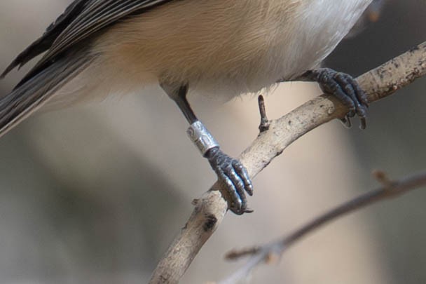 Black-capped Chickadee - ML646538867