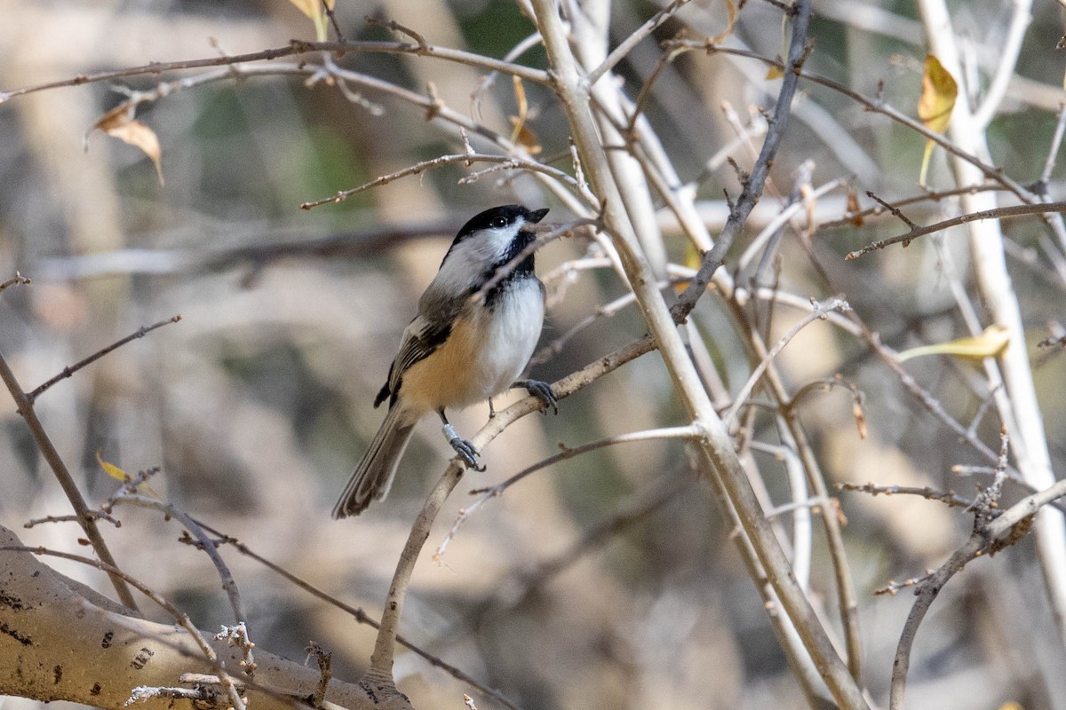 Black-capped Chickadee - ML646538868