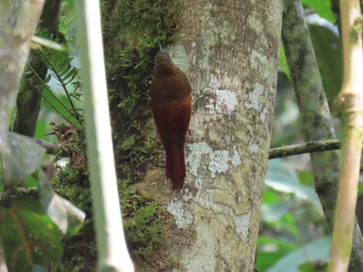 Olive-backed Woodcreeper - ML646538869