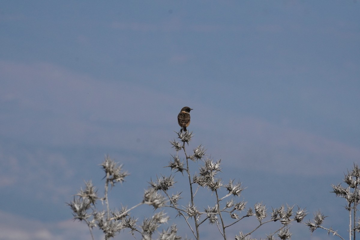 Tarier pâtre - ML646538870