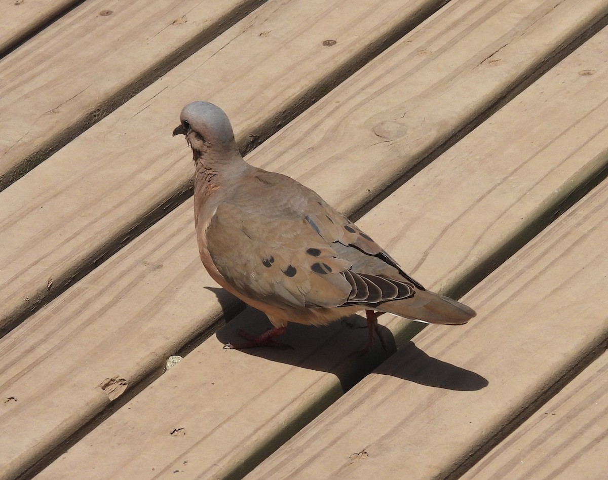 Eared Dove - ML646538871