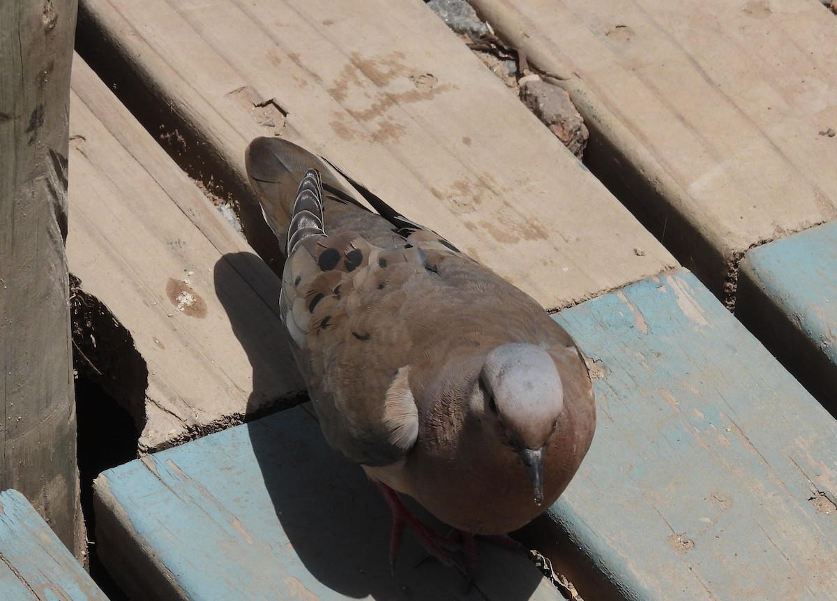 Eared Dove - ML646538872