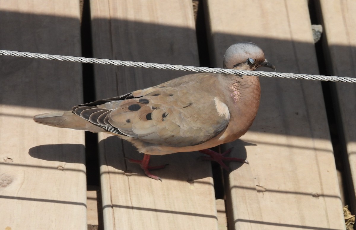 Eared Dove - ML646538873