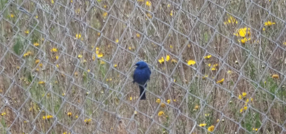 Blue Grosbeak - ML646538874
