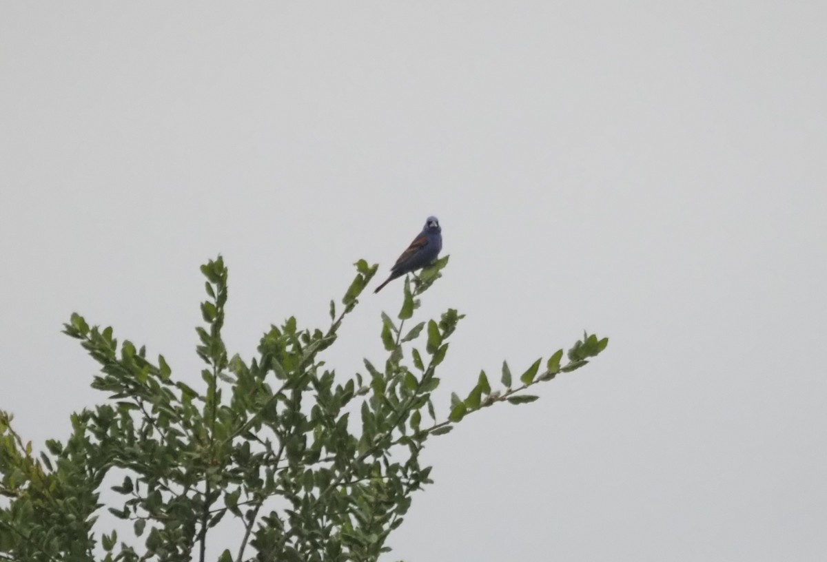 Blue Grosbeak - ML646538875