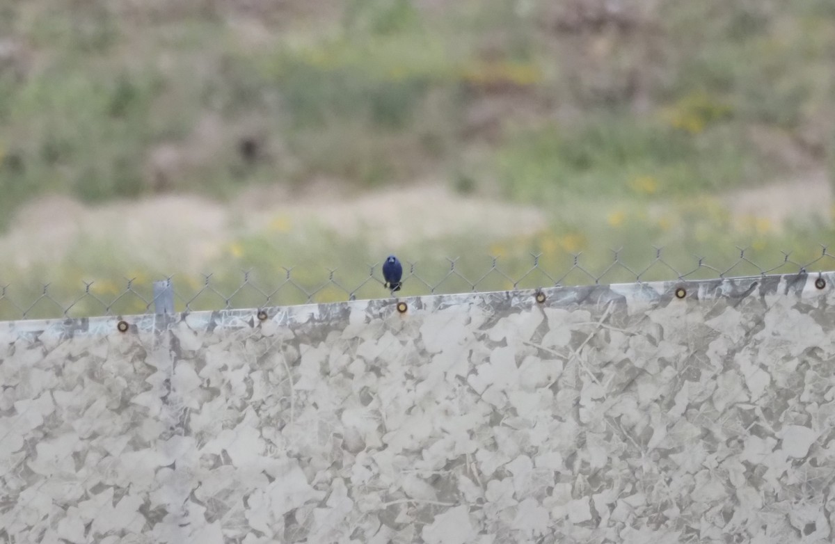 Blue Grosbeak - ML646538876