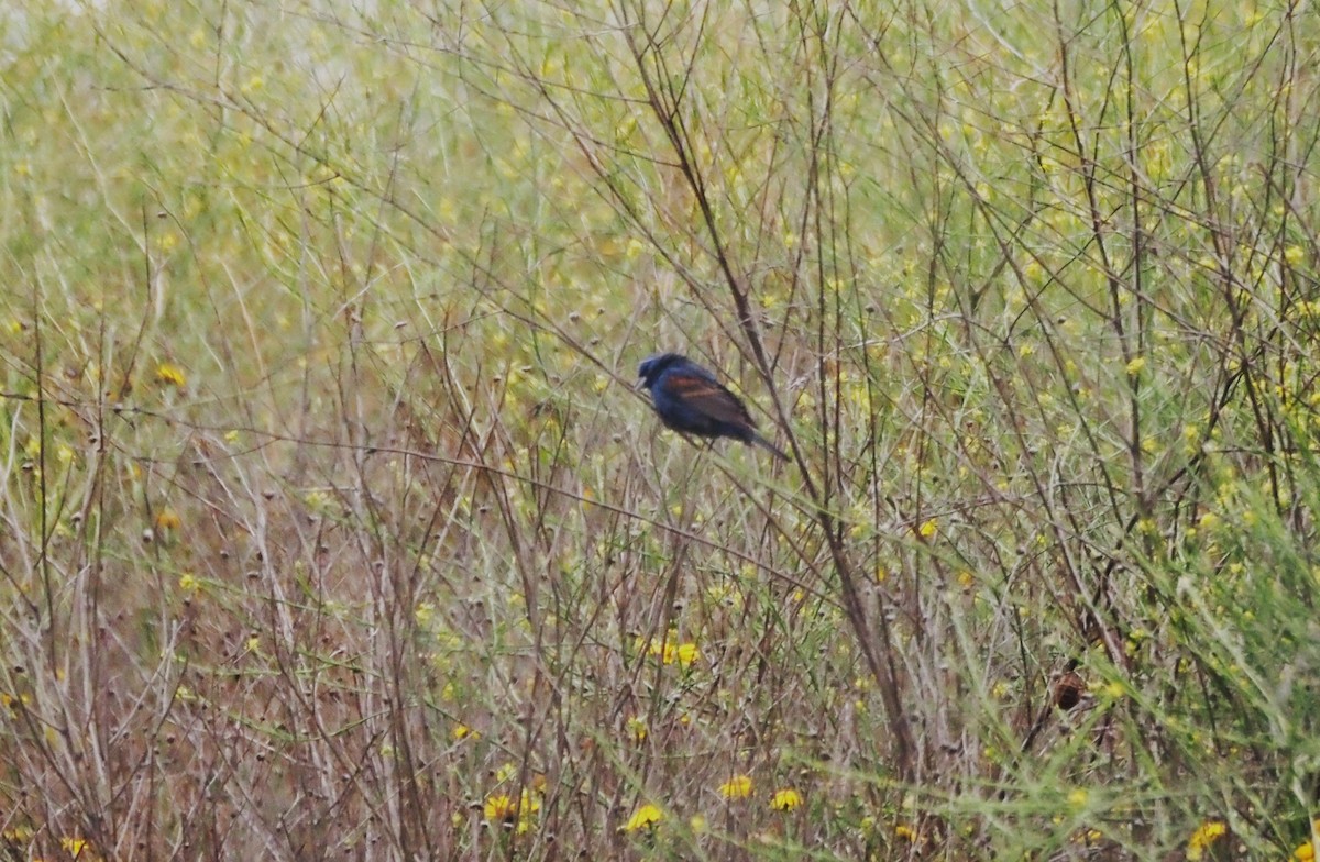 Blue Grosbeak - ML646538877