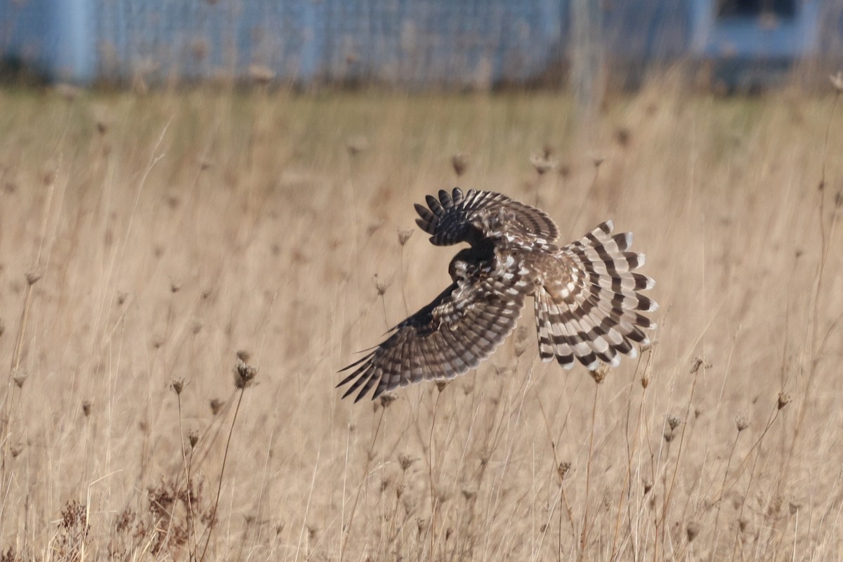 Épervier brun - ML646538879