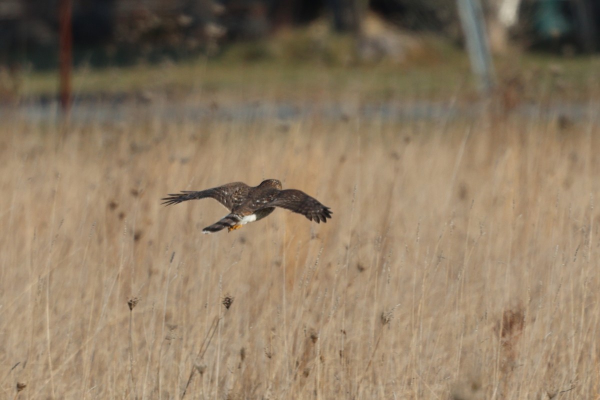 Épervier brun - ML646538880