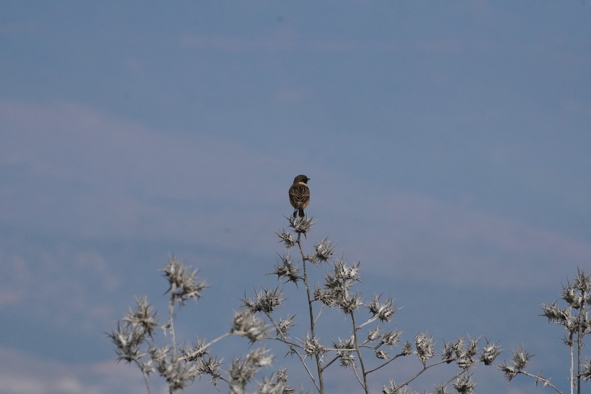 Tarier pâtre - ML646538881