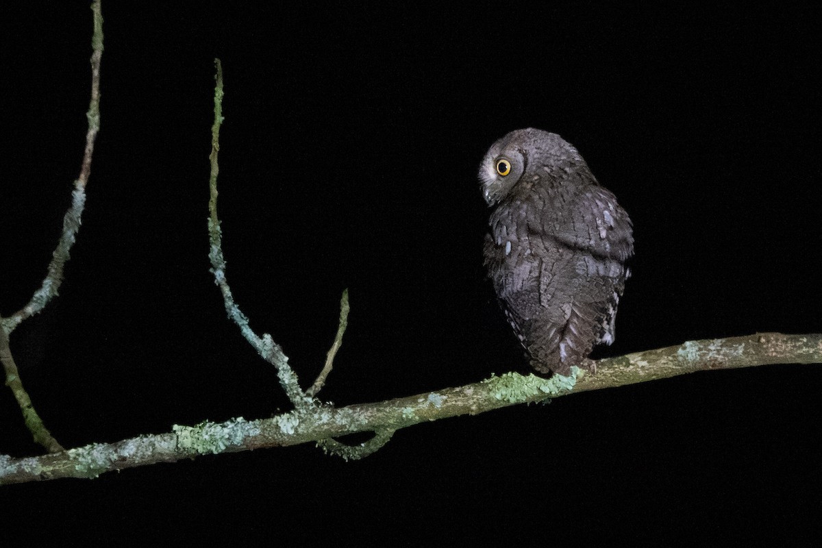 שעיר מצוי - ML646538882