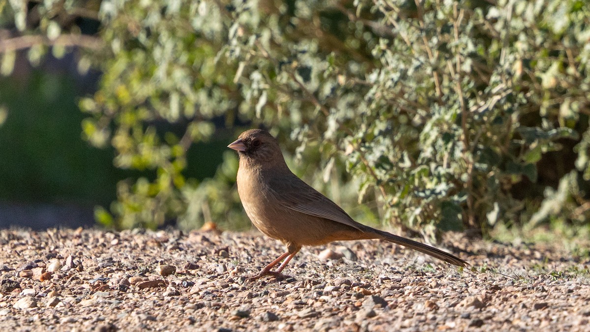 Tohi d'Abert - ML646538883