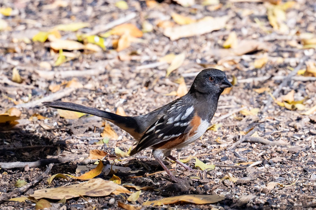 Spotted Towhee - ML646538884