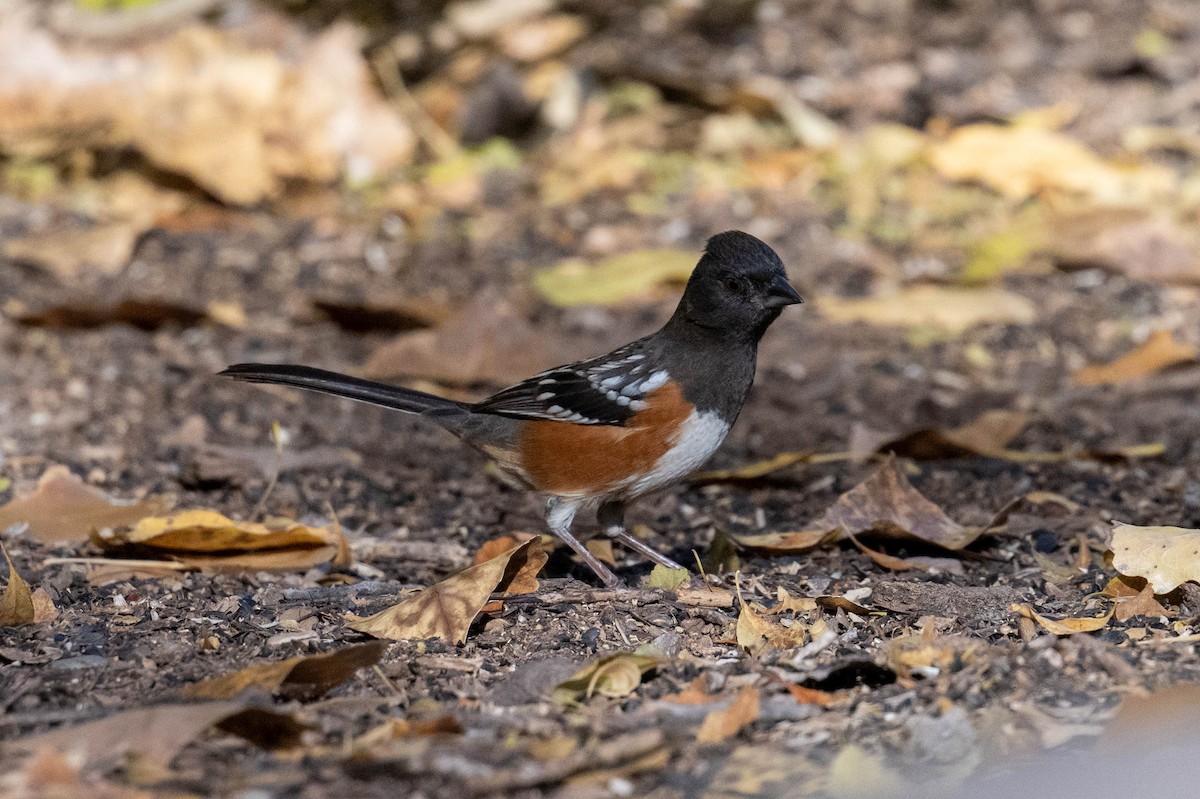 Spotted Towhee - ML646538885