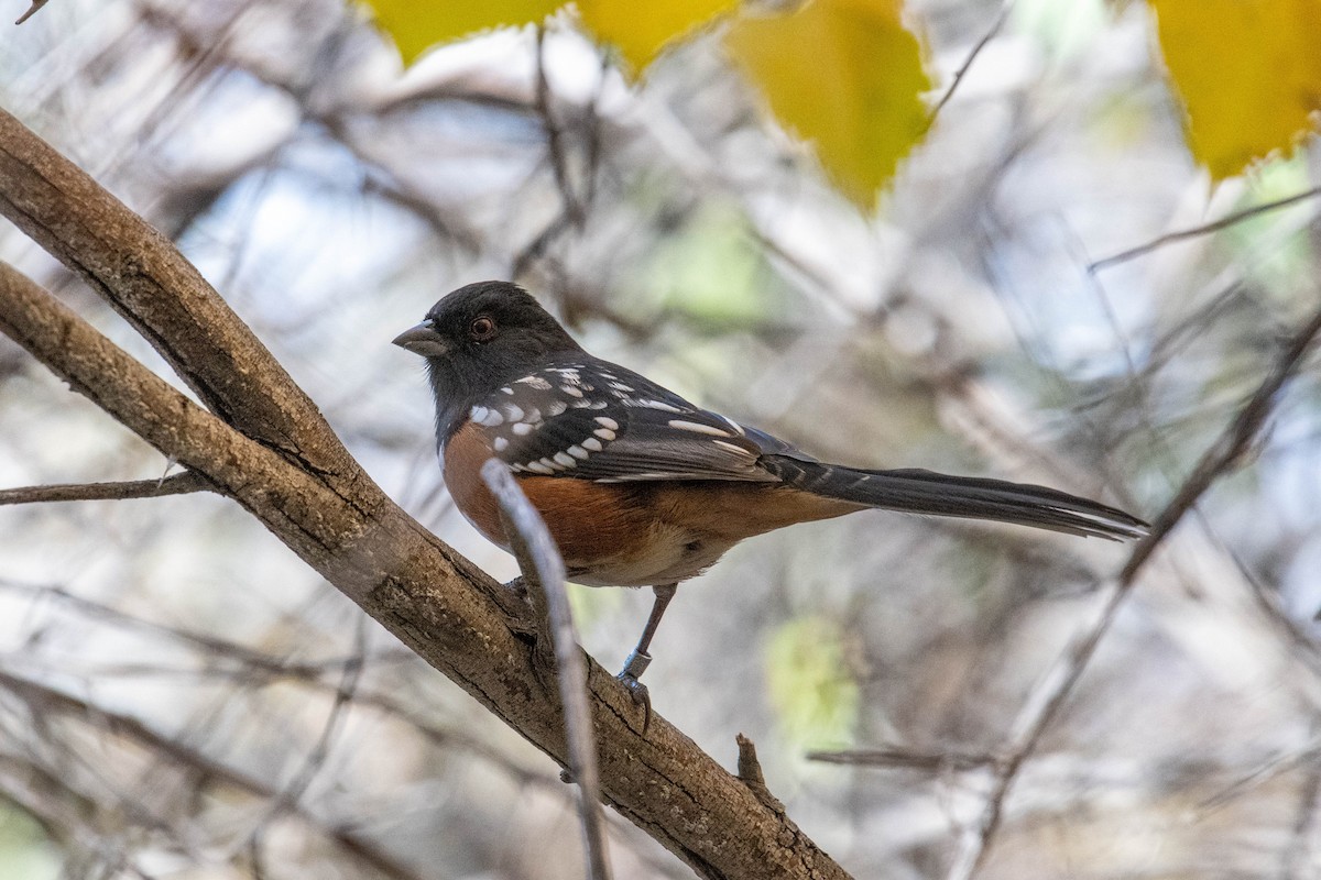Spotted Towhee - ML646538886