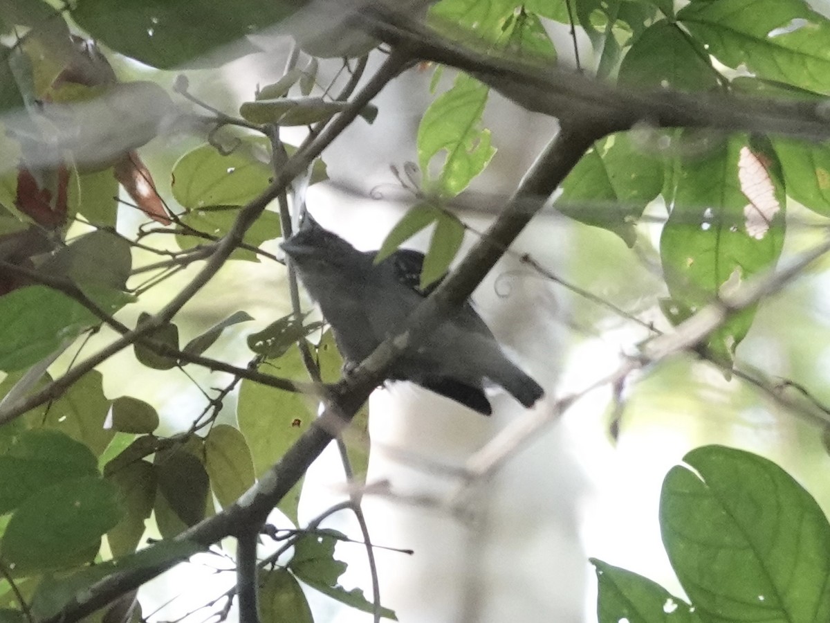 Batara étoilé - ML646538887