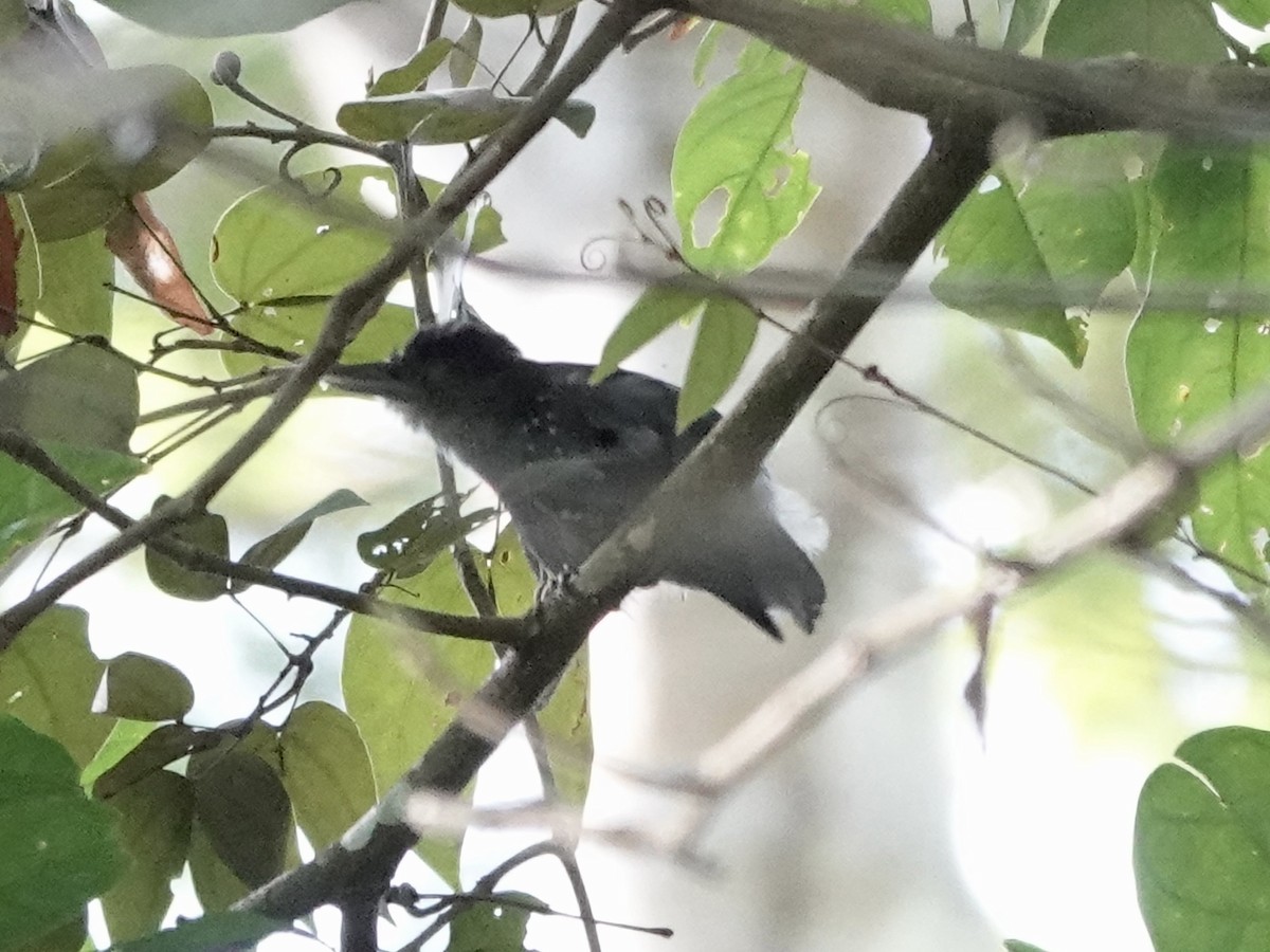 Batara étoilé - ML646538888