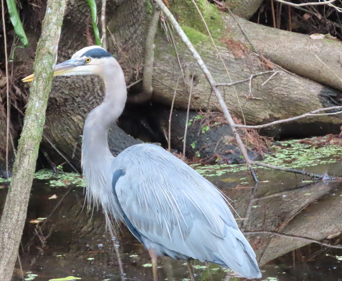 Grand Héron - ML646538898